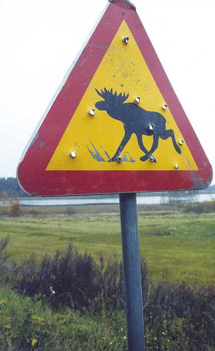 B-licensjakten i Halland är i skottlinjen. Jägareförbundet i Halland vill att länsstyrelsen stoppar B-licensjägarnas älgjakt.