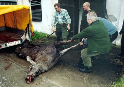 Älgjakten ska utredas. De två jägarorganisationerna har föreslagit förvaltningsområden på minst 50 000 hektar, som bättre täcker älgarnas naturliga vandringsmönster. Det förslaget kommer nu att vägas in i utredningen.