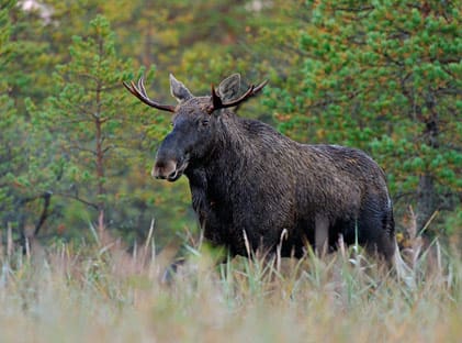 Det blir väldigt mycket dyrare för jägarna i Härjedalen att jaga älg på Sveaskogs marker efter att de chockhöjt arrendena.