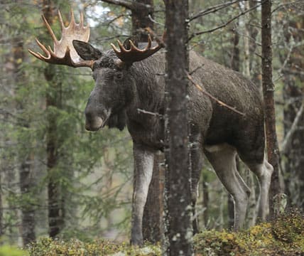 Regeringen öppnar för jakt på vuxna älgar även i mindre områden än älgskötselområden. I ursprungsförslaget var det bara älgskötselområden som skulle få jaga vuxen älg och övriga områden enbart kalv.