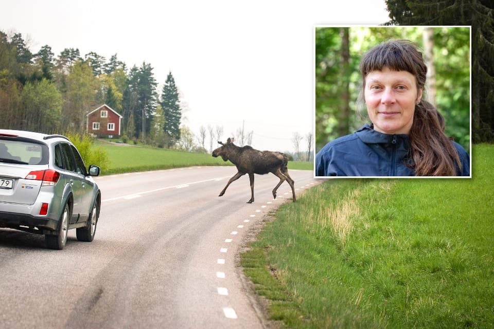 – Det är älgarnas jakt efter en partner som gör att älgarna rör sig mer, säger Wiebke Neumann, forskare vid SLU:s institution för vilt, fisk och miljö.