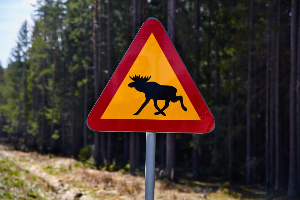 Snart kan tyskar som uppskattar svenska älgskyltar se fram mot att få egna, åtminstone om planerna på att göra landet till en älgnation igen förverkligas.