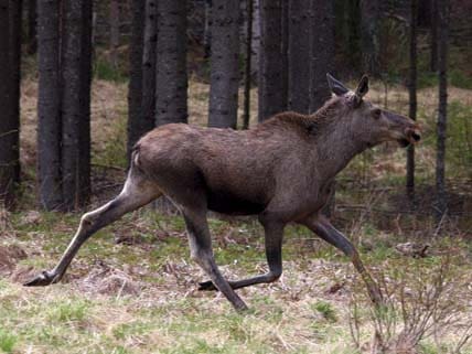 Får löpa. Allt tyder på att Orsas jägare tvingas låta älgarna löpa i höst. Älgstammen behöver stärkas och avskjutningen minskas – från en redan låg nivå.
