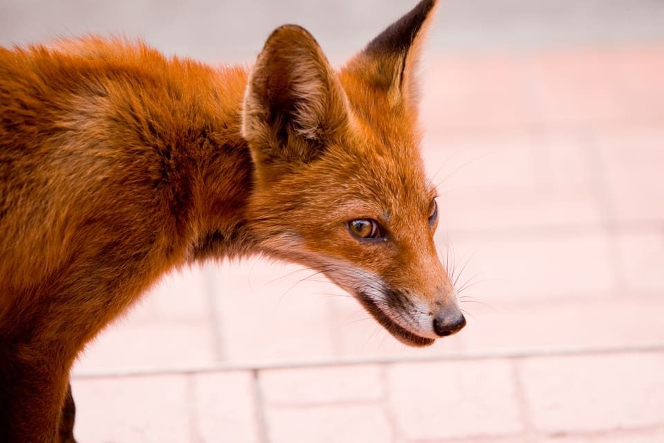 En räv slank in genom dörren och det blev rävjakt och slagsmål med familjens hund i sovrummet i ett hus i Kullingsberg i Alingsås. (Arkivbild)