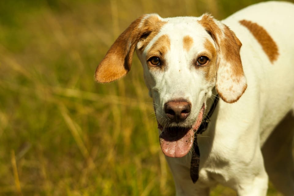 I sitt hemland används american foxhound vid rävjakt, men också vid jakt på stora rovdjur som prärievarg och puma. Antalet individer i Sverige är lågt. (arkivbild)