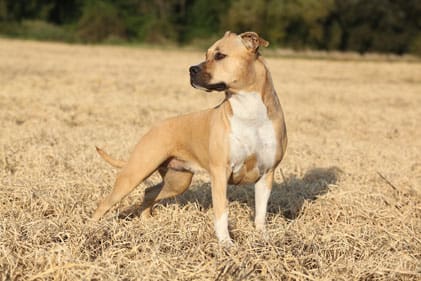 En tik av rasen american staffordshire terrier var smittad av Brucella canis. Nu är hon avlivad och smittspårning pågår. Hunden på bilden är inte samma hund.
