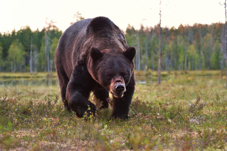 Två björnjägare och en av deras hundar blev bitna av en påskjuten björn.