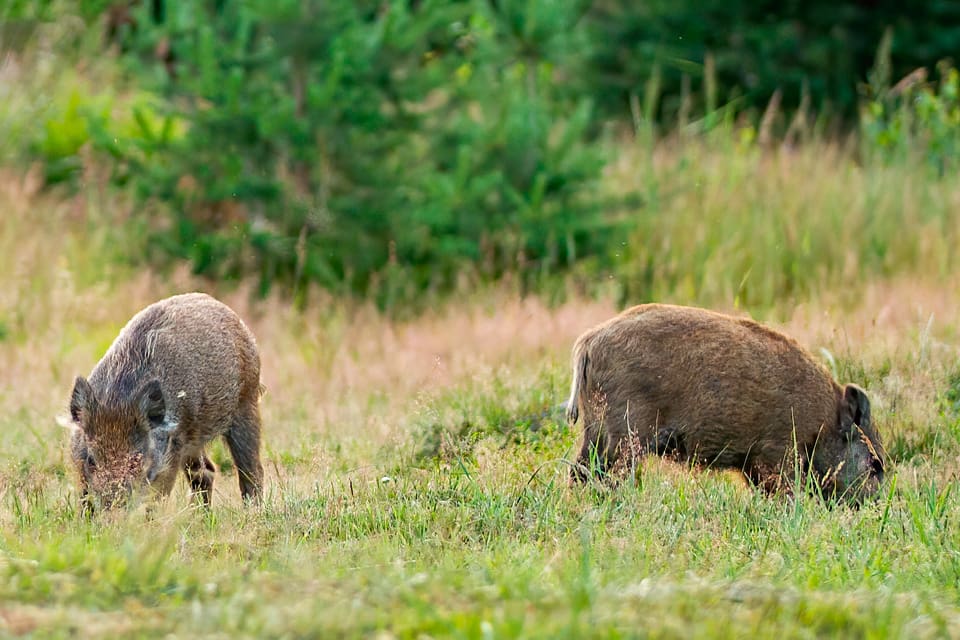 Två årsgamla vildsvin dök upp i byn Skråmträsk, sydväst om Skellefteå, under midsommarhelgen och finns i närheten av en bärodling. Troligen har det gjorts en illegal utsättning av vildsvin. (Arkivbild)