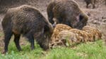 Vissa vildsvin i Polen kan vara resistenta mot afrikansk svinpest.
