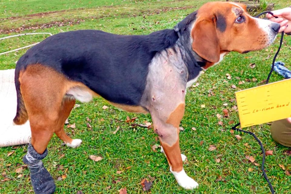 Astro fick sår över hela kroppen i samband med ett lodjursangrepp och behövde få veterinärvård. Nu ersätts hans ägare.