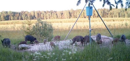 Medlemskritik gör att Jägareförbundet i Blekinge gör en kovändning om förbud mot svinåtlar.