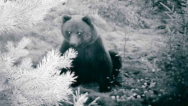 Dyker björnen upp igen i Heby ska den motas bort med hjälp av en tjutande björnskrämma som sätts upp av länsstyrelsen. (Arkivbild)