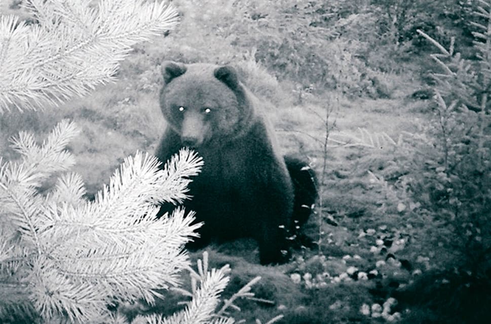 Dyker björnen upp igen i Heby ska den motas bort med hjälp av en tjutande björnskrämma som sätts upp av länsstyrelsen. (Arkivbild)