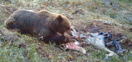 En åtel med ett älgkadaver får björnbesök. Trots två års försök med åtelbjörnsjakt har ännu ingen björn fällts vid åtel. Anledningen är främst att det inte är tillåtet att skjuta när björnarna kommer till åtlar nattetid.