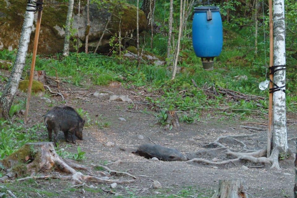 Att ha en åtelplats för vildsvinsjakt utan tillstånd från Ljungby kommun gör att jägare som har jakt på kommunens mark kan förlora sitt jaktarrende.