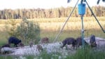 LRF kräver ny lagstiftning mot bland annat utfodring av vilt och pekar på att viltskadorna är större än jaktens värde. JRF invänder att det är bättre att samarbeta med jägarna än att ha statlig reglering.