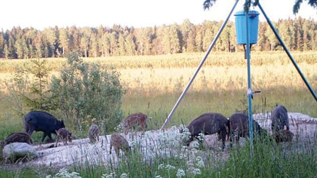 LRF kräver ny lagstiftning mot bland annat utfodring av vilt och pekar på att viltskadorna är större än jaktens värde. JRF invänder att det är bättre att samarbeta med jägarna än att ha statlig reglering.