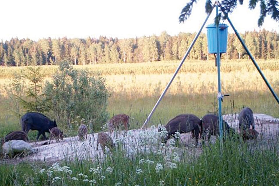 LRF kräver ny lagstiftning mot bland annat utfodring av vilt och pekar på att viltskadorna är större än jaktens värde. JRF invänder att det är bättre att samarbeta med jägarna än att ha statlig reglering.