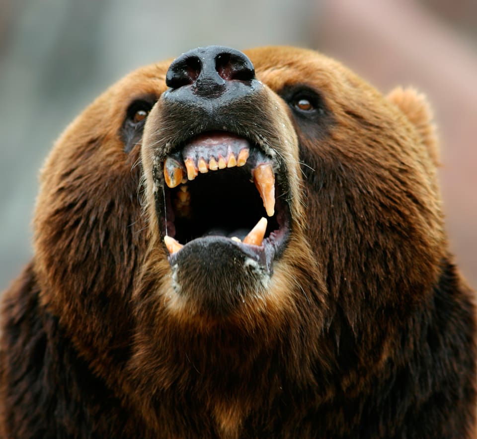 Den attackerande björnen sköts när den var cirka fem meter från älghundsföraren. (Arkivbild)