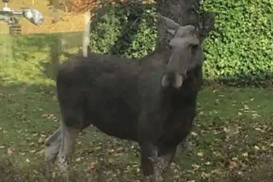 Polisen har fattat ett beslut att älgkon i Lerum som dödat två hundar och skadat en hundägare ska avlivas inom en vecka. Felaktiga rutiner har gjort att de som ringt polisen om den aggressiva kon hänvisats till kommunen.