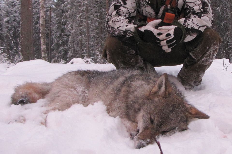 Sedan 14 vargar hittills avlivats i vinter i Jämtland för att freda renskötseln går länet mot ett nytt vinterrekord i skjutna vargar. Men målet att ha minst tio vargar i länet gör att en skyddsjakt stoppats och Sametinget anses inte ha talerätt att överklaga beslutet att ha minst tio vargar i Jämtland. (Arkivbild)