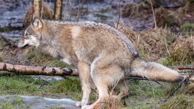 Det är extra viktigt att hantera vargspillning med skyddshandskar sedan det upptäckts att två vargar i Sverige haft hundens dvärgbandmask, en parasit som kan göra människor svårt sjuka.