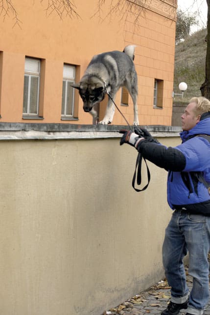 Colt laddar inne i storstaden för nya jaktäventyr i skogen.