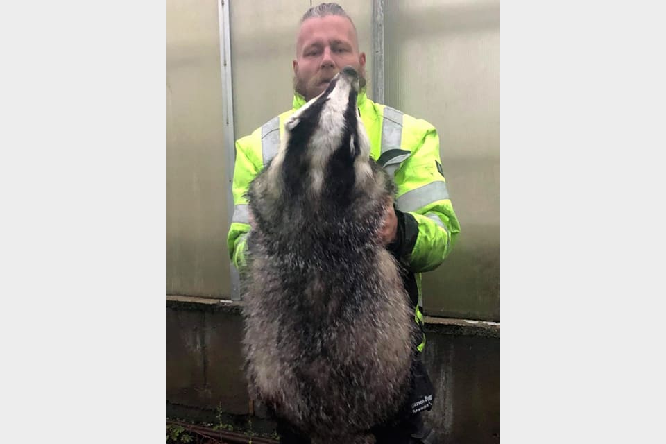 Kenneth Trollerud hade inte plats i frysen för den fällda bamsegrävlingen på drygt 19 kilo. Normalt väger en fullvuxen grävling cirka 12 kilo.