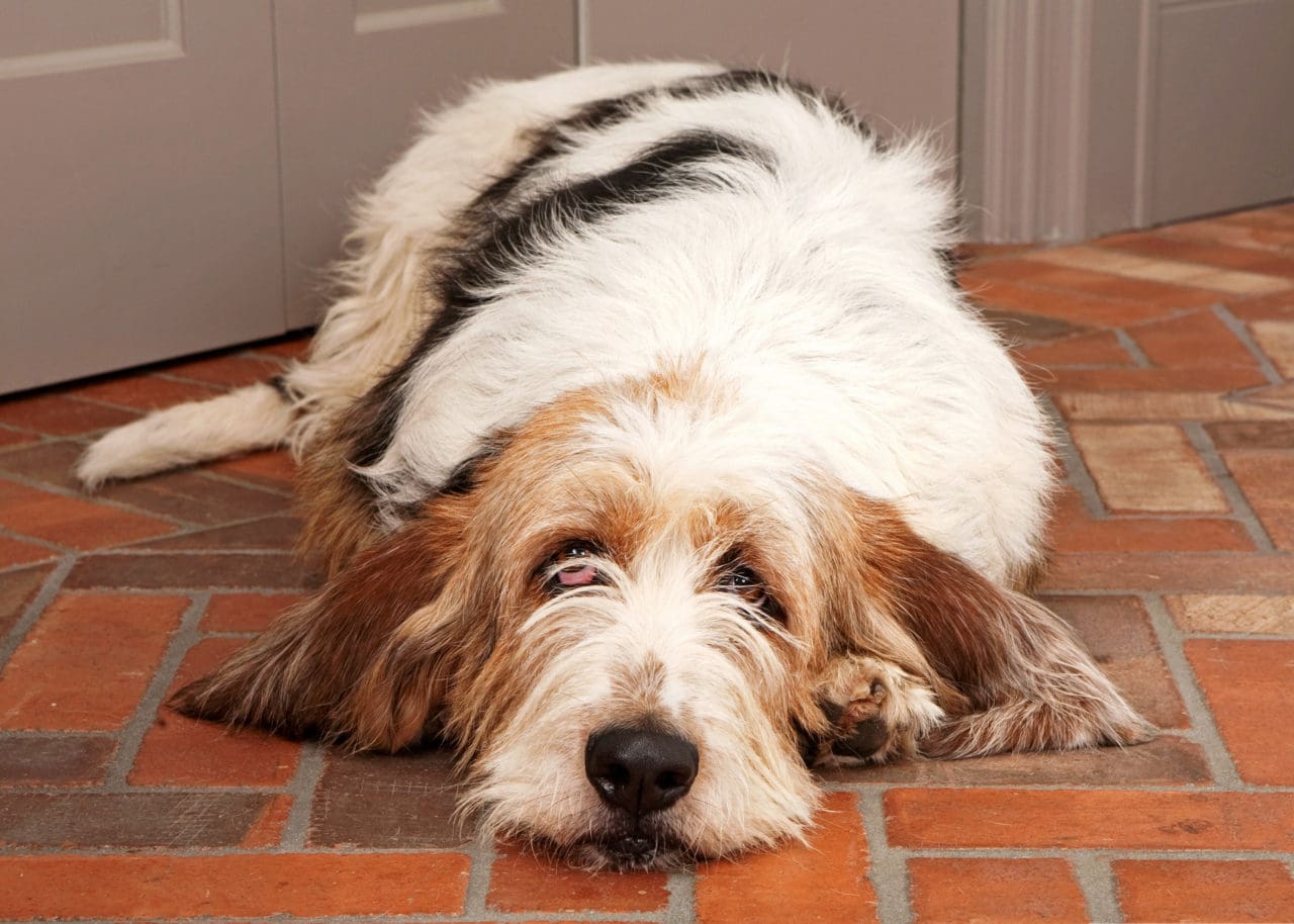 Familjens hund, en basset griffon (samma ras som på bilden) gick emellan när den okända kamphunden anföll.