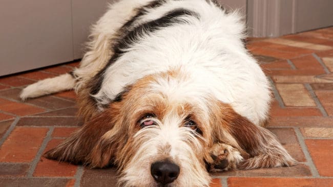 Familjens hund, en basset griffon (samma ras som på bilden) gick emellan när den okända kamphunden anföll.