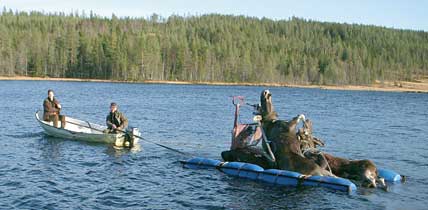 Stång Mats Johansson och André van Der Meulen i Västra Ärnäs jaktlag ser till att de fällda älgarna transporteras över sjön. 