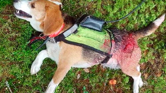 En beagle som släppts efter rådjur på premiärdagen i morse dödades av varg norr om Karlstad. (Arkivbild)