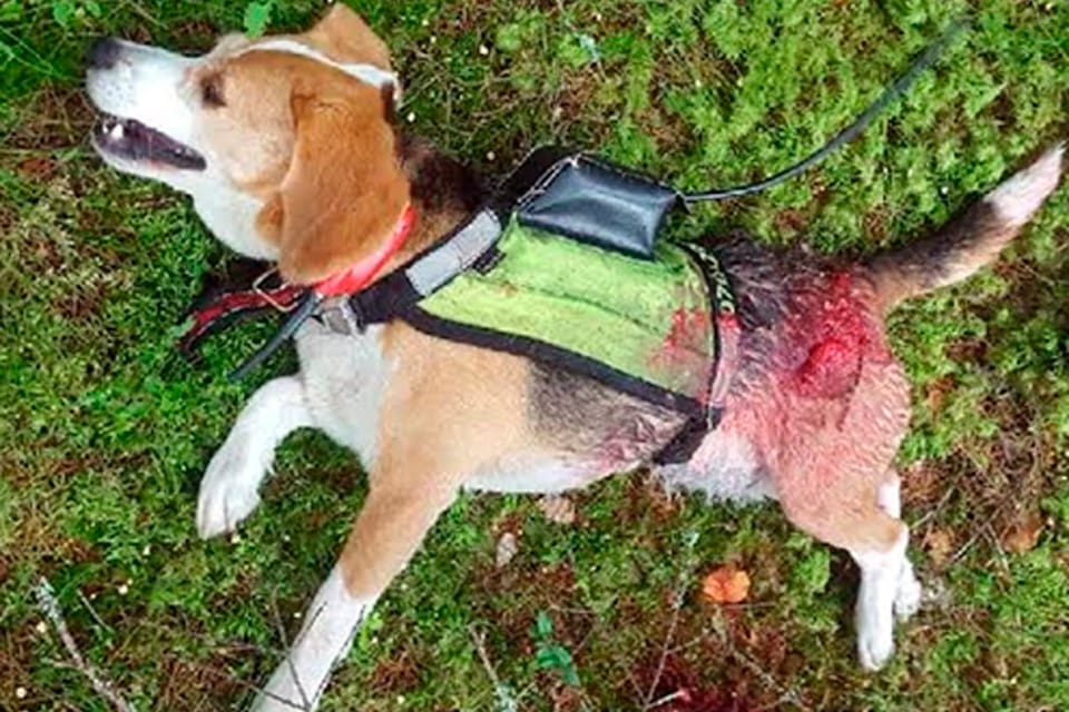 En beagle som släppts efter rådjur på premiärdagen i morse dödades av varg norr om Karlstad. (Arkivbild)