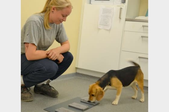 Mia Persson, doktorand i etologi vid Linköpings universitet, studerade 500 beaglar när de försökte lösa ett problem.