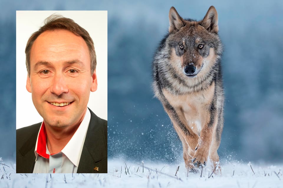 Sten Bergheden (M) vill ha besked från den nya landsbygdsministern, Jennie Nilsson (S), om vad som gäller för hur många vargar Sverige ska ha. Det är hög tid att åtminstone ha jakt som håller vargstammen på cirka 300, anser han.