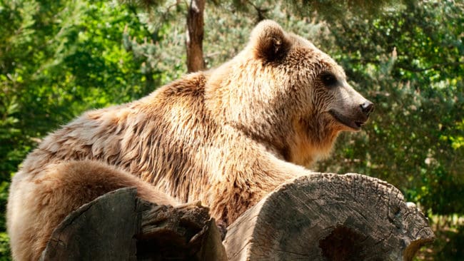 Bönder och djurägare i sydvästra Frankrike protesterar mot att ytterligare två björnar sätts ut i Pyrenéerna för att förstärka björnstammen. ”Vi kommer att göra oss av med dem”, hotar en företrädare för boskapsägare vid staden Pau.