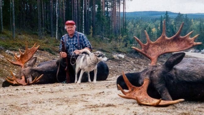 Bernt Lindqvist har jagat i hela sitt liv. Här med två av de hundratalet älgar han fällt genom åren.