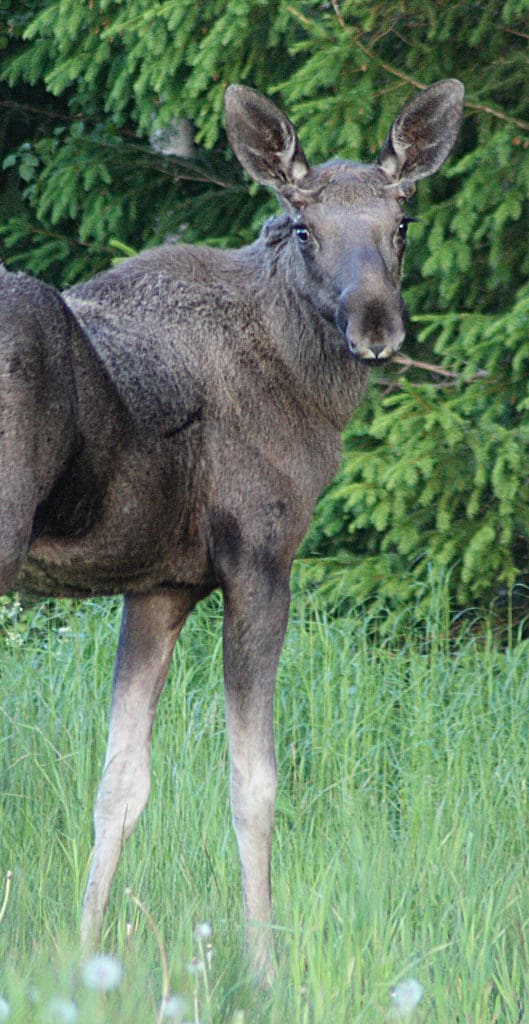 Sveaskogs flyginventeringar visar att södra Dalarna har drygt tio älgar per tusen hektar.