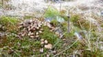 Tallplanta betad av älg. Hjortdjuren har betat av var femte planta som satts på brandområdet i Västmanland. Skogsstyrelsen vill se ”kraftfulla” insatser av jägarna för att stoppa betesskadorna.