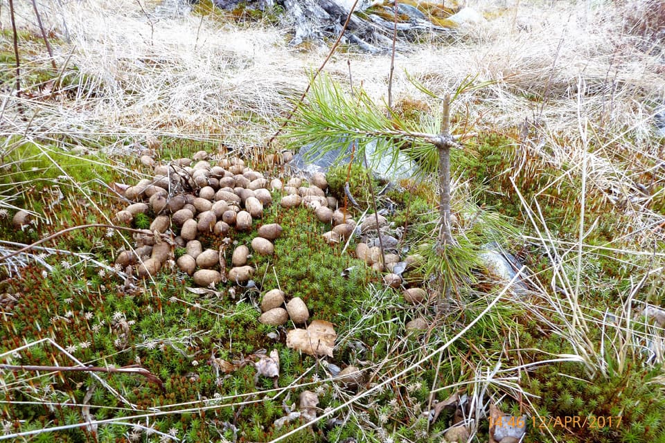 Tallplanta betad av älg. Hjortdjuren har betat av var femte planta som satts på brandområdet i Västmanland. Skogsstyrelsen vill se ”kraftfulla” insatser av jägarna för att stoppa betesskadorna.