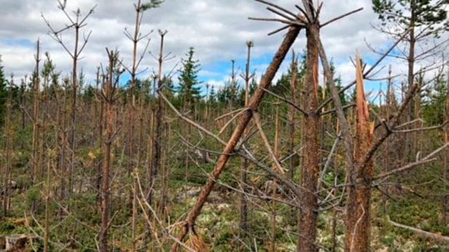 Tallungskog som ätits upp av älgar. Svältande älgar under den snörika vintern gav rekordstora betesskador på tallskogar i Norrland. Det visar sammanställningen av Älgbetesinventeringen. Skogsstyrelsen vill se krafttag för att stoppa skadorna.