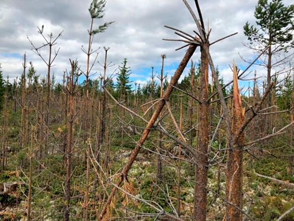 Tallungskog som ätits upp av älgar. Svältande älgar under den snörika vintern gav rekordstora betesskador på tallskogar i Norrland. Det visar sammanställningen av Älgbetesinventeringen. Skogsstyrelsen vill se krafttag för att stoppa skadorna.