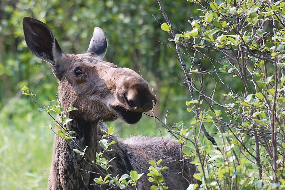 Skogsstyrelsen vill i en utredning att älgstammen halveras. Blir det inte ökad jakt på klövvilt som skadar skog hotas det med andra myndigheter än länsstyrelserna borde ta över ansvaret för hur klövviltförvaltningen sköts regionalt.