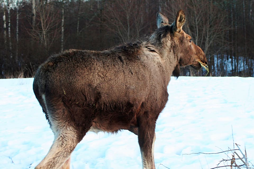 Tre skogsbolag i Västerbotten har blåst av skyddsjakten på 20 älgar för att den är för liten och hotar att överklaga att det inte tillåtits jakt på 70 hungriga älgar som äter skogsplantor i februari. Renskötare kommer i sin tur att överklaga länsstyrelsens beslut eftersom de inte alls vill ha sen älgjakt som kan störa dräktiga vajor.