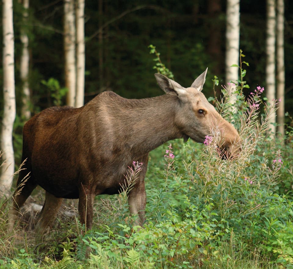 Tallätande älgar skulle skrämmas med upplåsbara figurer om de inte fällts under vanlig älgjakt, tyckte länsstyrelsen i Västmanland.