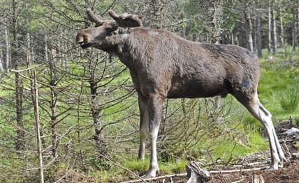 Vid utfodring av vilt långsiktigt kan det uppstå en situation som gränsar till uppfödning av djur. Är det verkligen vilt det handlar om då?