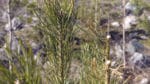 Tallplantorna äts upp av älgarna, men med riktad jakt i Jönköpings län har skogsföryngringarna kunna fredats från betesskador. Ni kan det bli en samverkansmodell för hela Sverige.