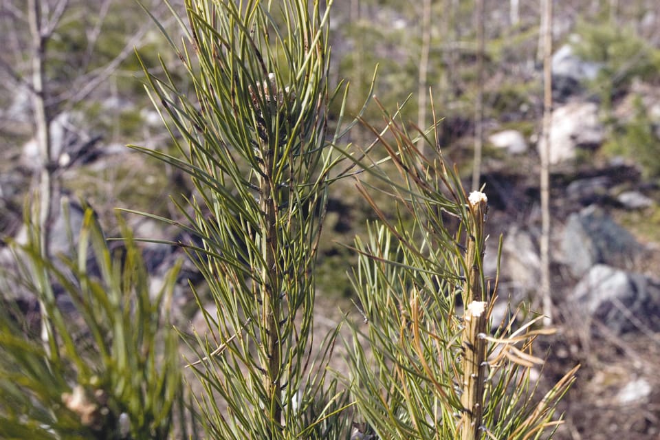 Tallplantorna äts upp av älgarna, men med riktad jakt i Jönköpings län har skogsföryngringarna kunna fredats från betesskador. Ni kan det bli en samverkansmodell för hela Sverige.