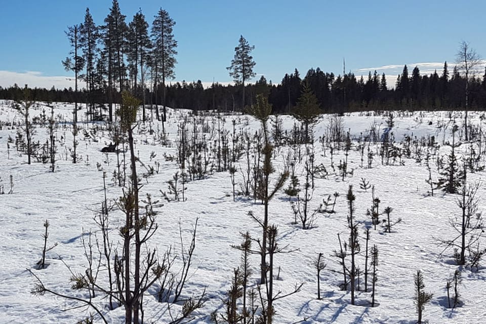 När avskjutningsmålen under ordinarie jakttid inte uppnås samlas vandringsälg under vintertid på vissa specifika områden med ungskog som drabbas av stora betesskador, menar Sveaskog.