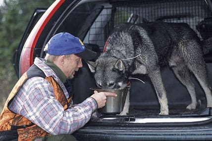 Jakthundar i vargrevir och i Norrbotten bör avmaskas mot bandmask, Echinococcus Granulosus. Ge aldrig råa slaktrester till hunden om du jagar i ett vargrevir, skriver veterinären Hans Boström.
